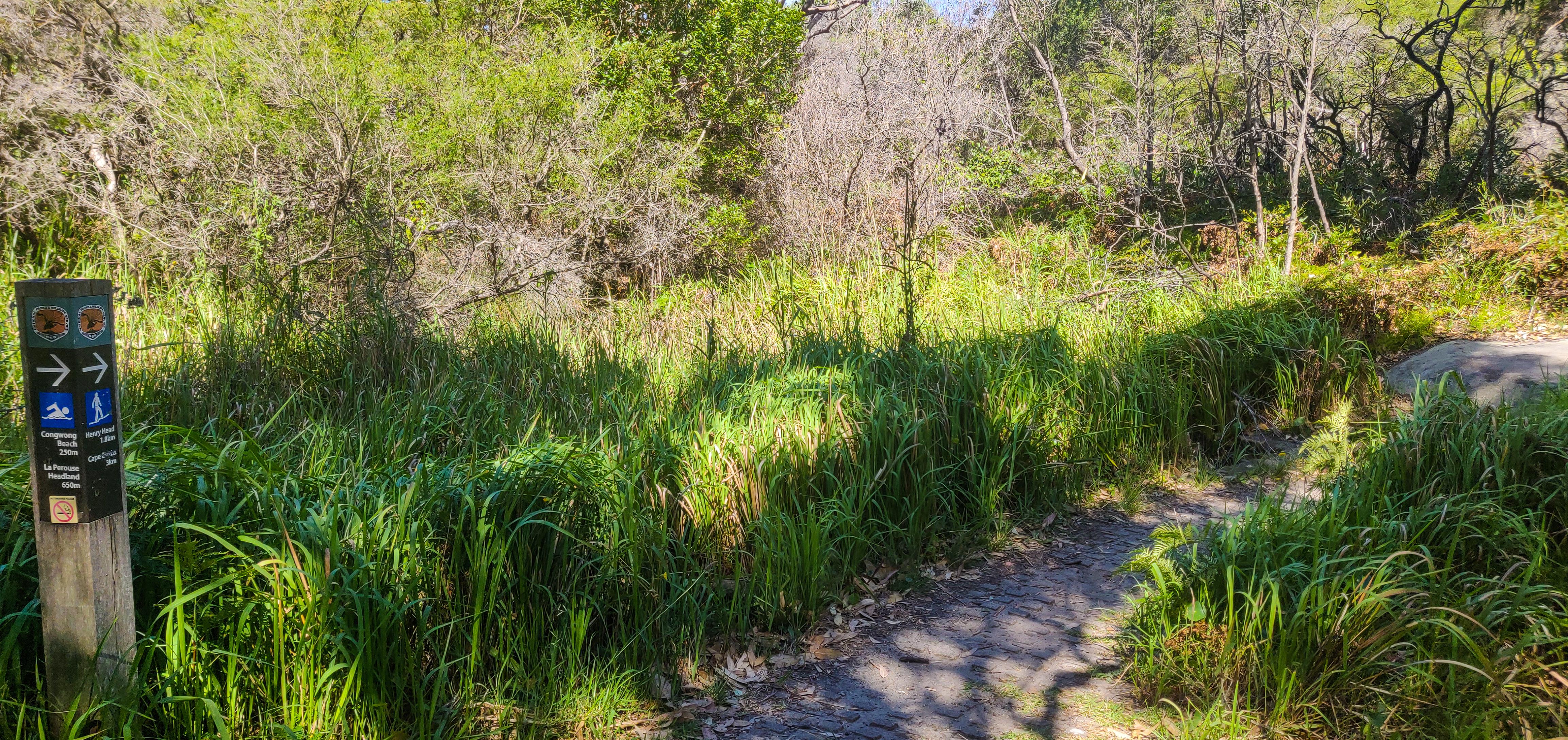 Henry Head Track